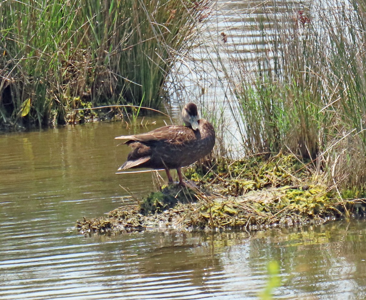 American Black Duck - JoAnn Potter Riggle 🦤