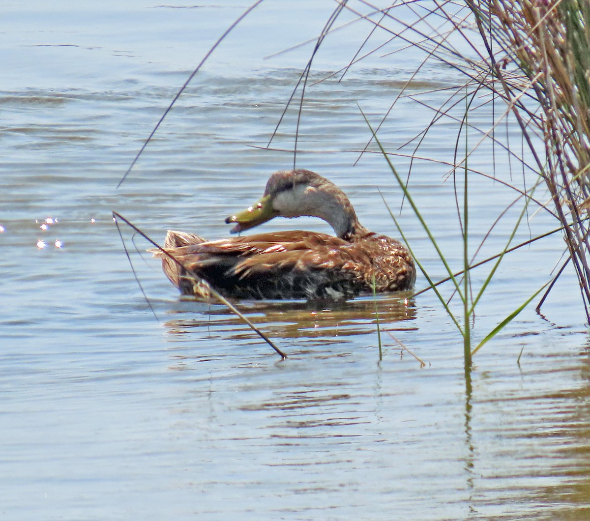 American Black Duck - JoAnn Potter Riggle 🦤