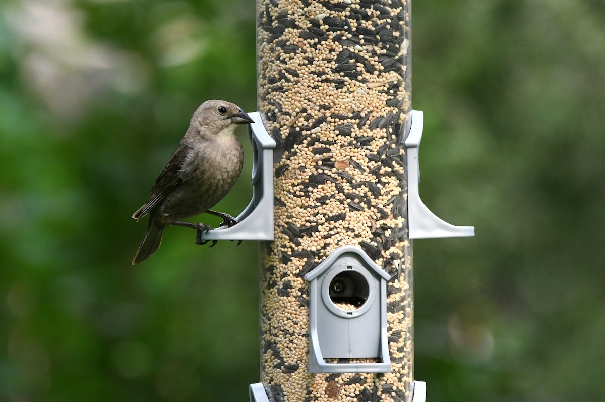 Brown-headed Cowbird - Kevin Smith