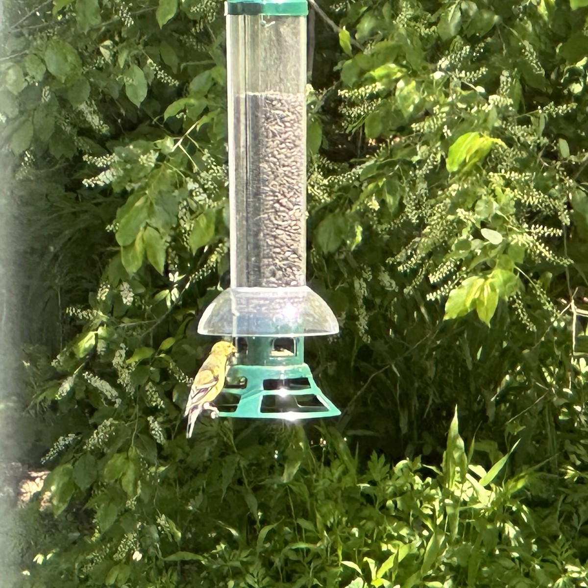 American Goldfinch - Janet Barry