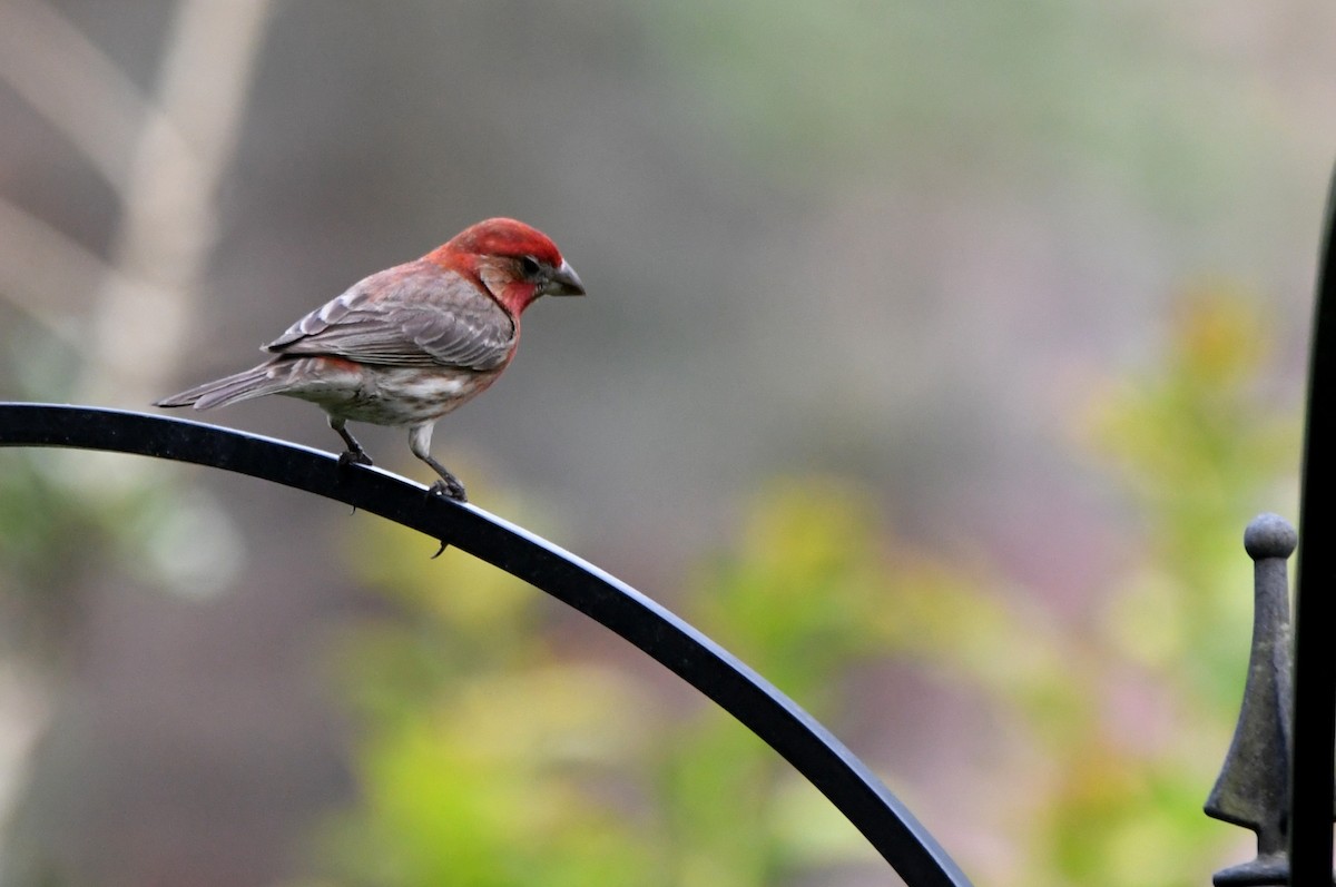 House Finch - Kevin Smith