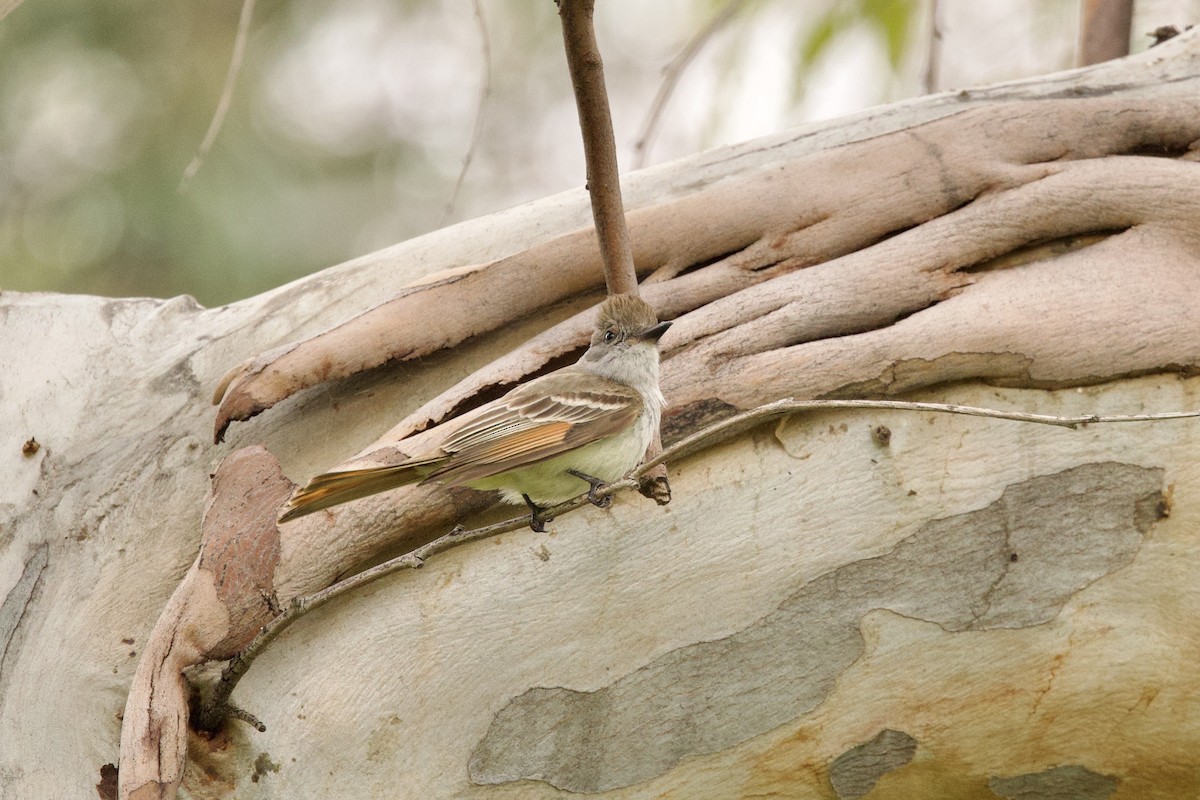 Ash-throated Flycatcher - John Bruin