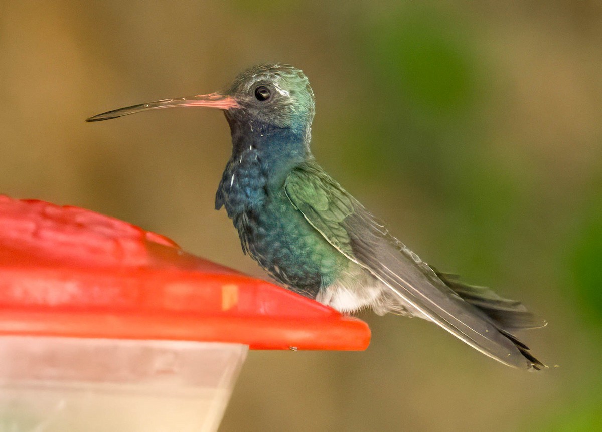 Broad-billed Hummingbird - Howard Cox