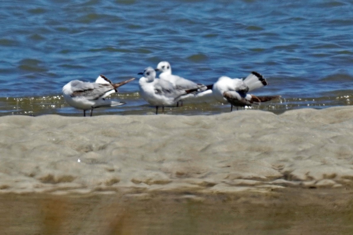 Bonaparte's Gull - Susan Iannucci