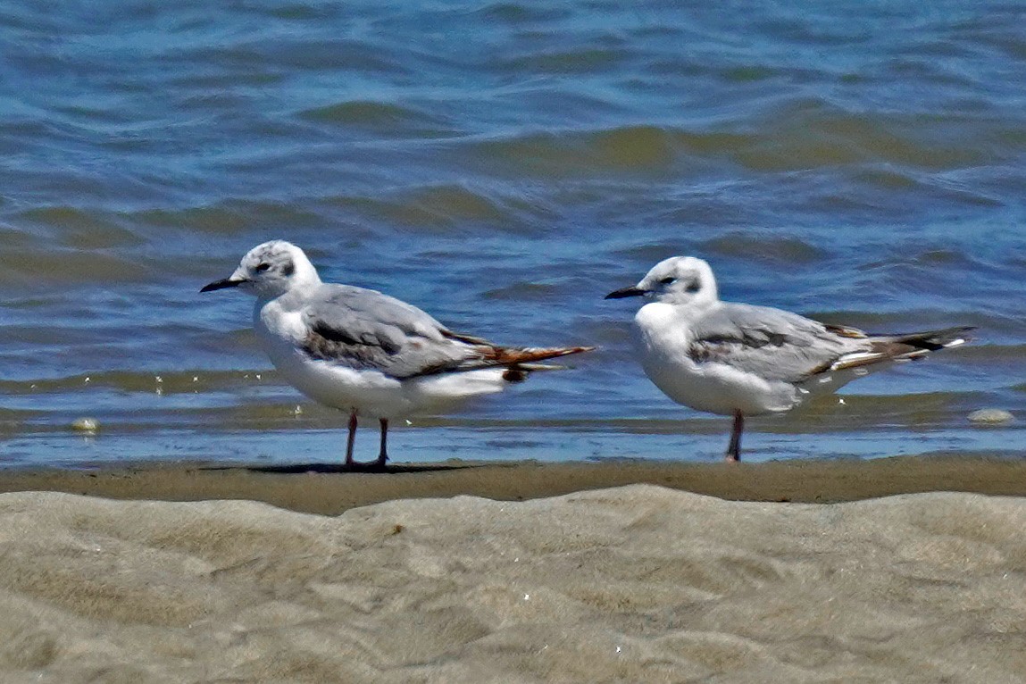 Bonaparte's Gull - Susan Iannucci