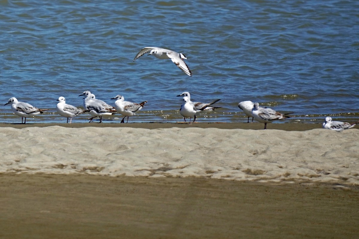 Bonaparte's Gull - Susan Iannucci