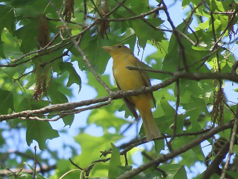 Summer Tanager - Tracy The Birder