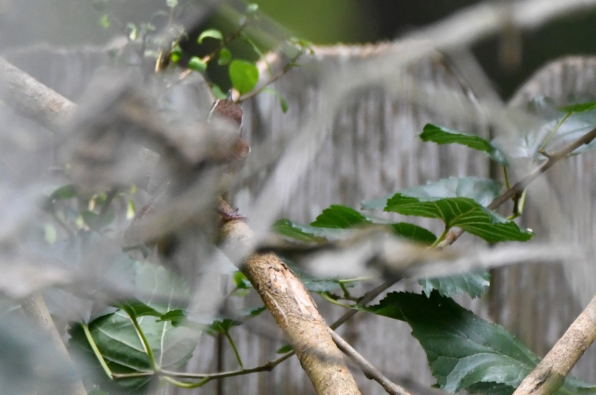 Carolina Wren - Kevin Smith