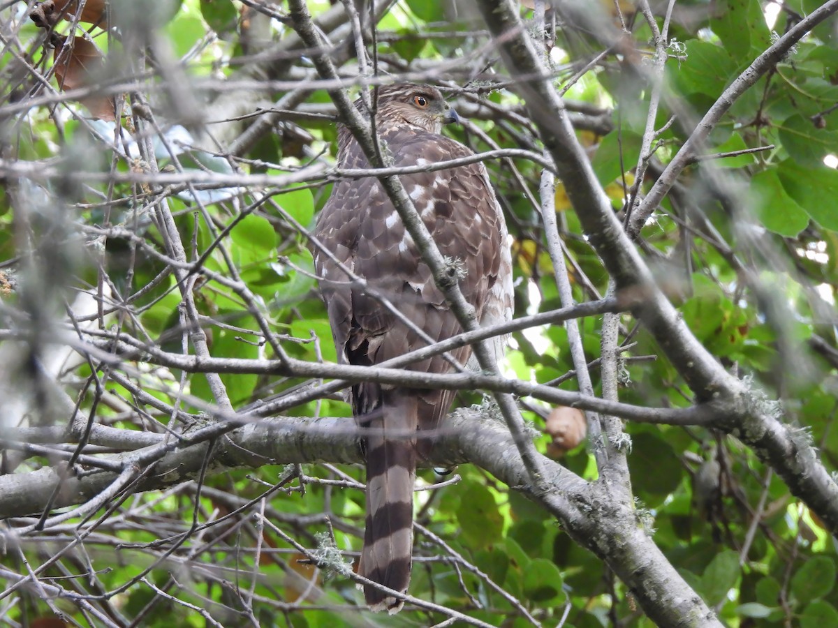 Cooper's Hawk - Zac Denning