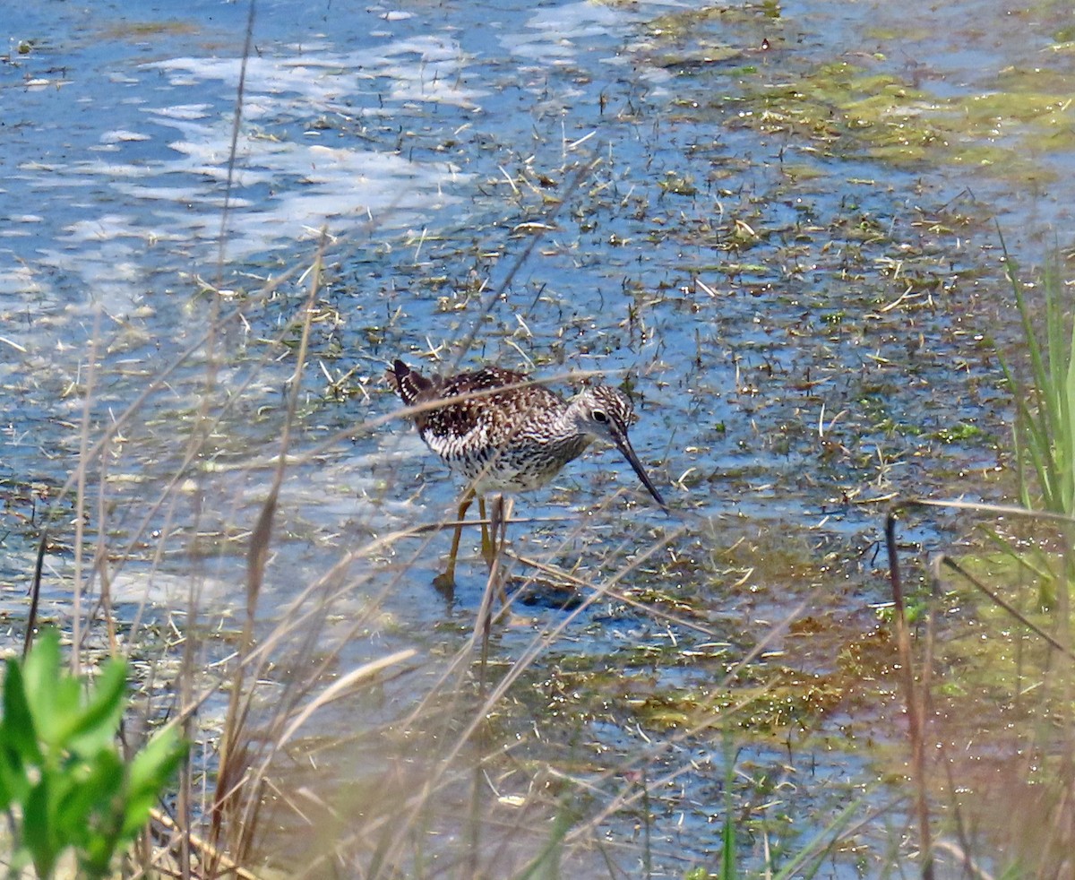 Greater Yellowlegs - JoAnn Potter Riggle 🦤