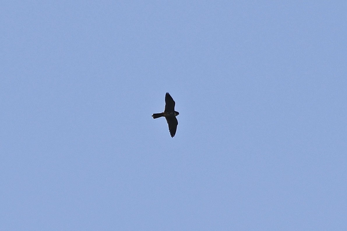 Eurasian Hobby - Paul Chapman