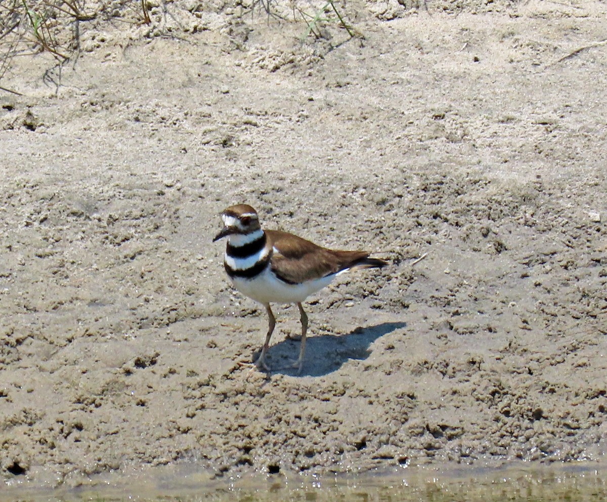 Killdeer - JoAnn Potter Riggle 🦤