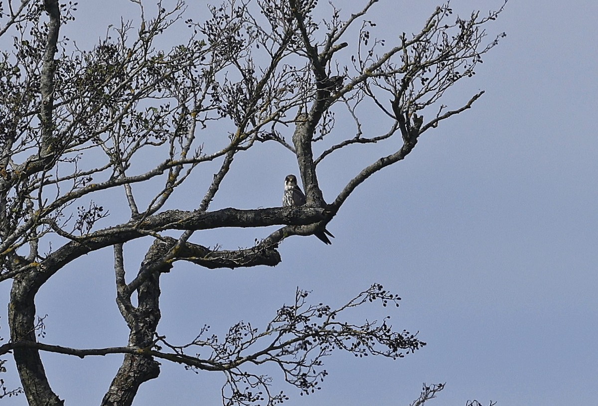 Eurasian Hobby - Paul Chapman