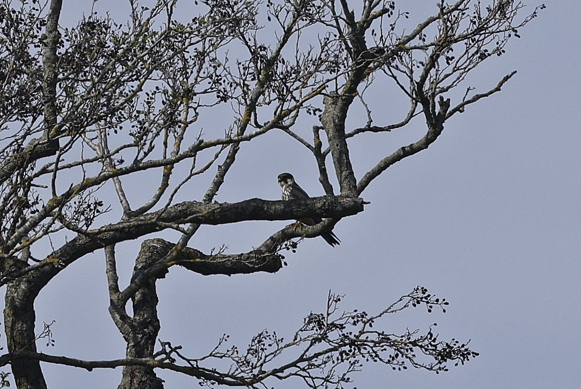 Eurasian Hobby - Paul Chapman