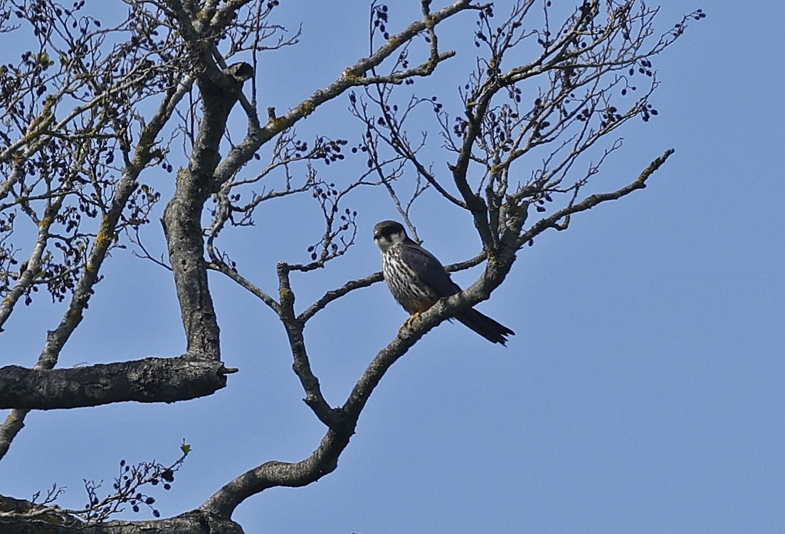 Eurasian Hobby - Paul Chapman