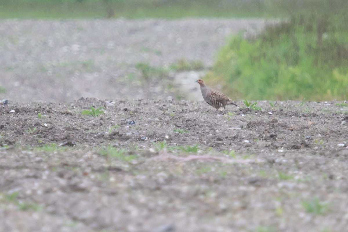 Gray Partridge - David Campbell