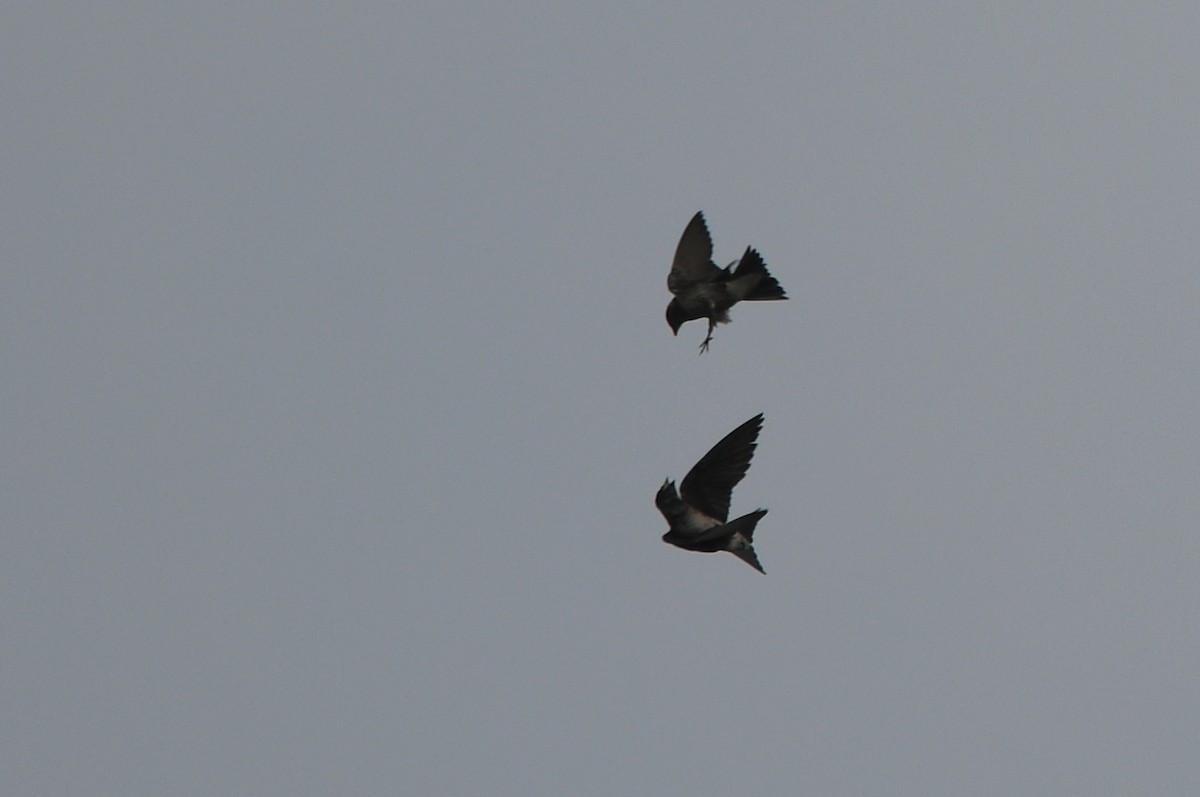 Purple Martin - Kevin Smith