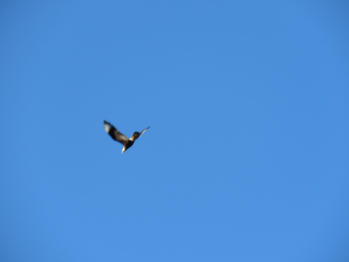 Crested Caracara - Letícia Matheus Baccarin