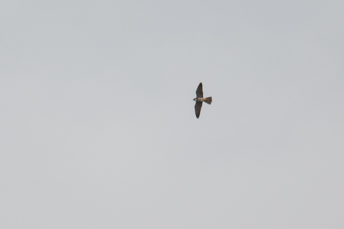 Eurasian Hobby - David Campbell