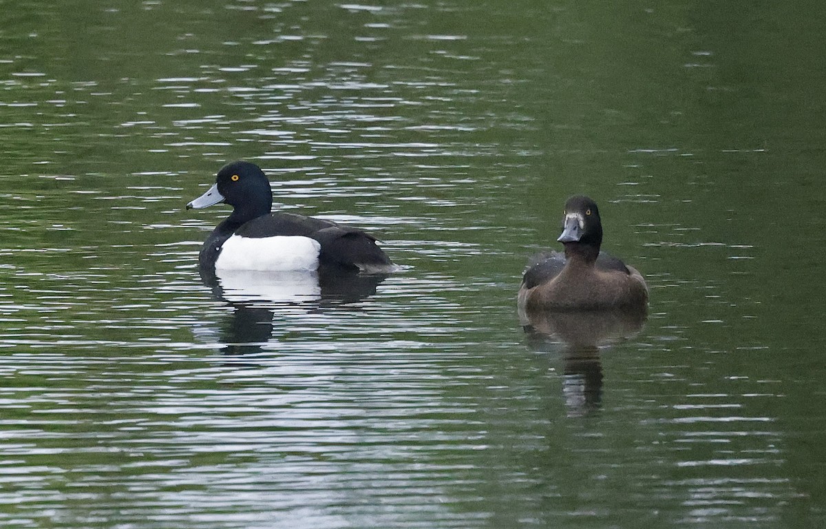 Tufted Duck - Paul Chapman