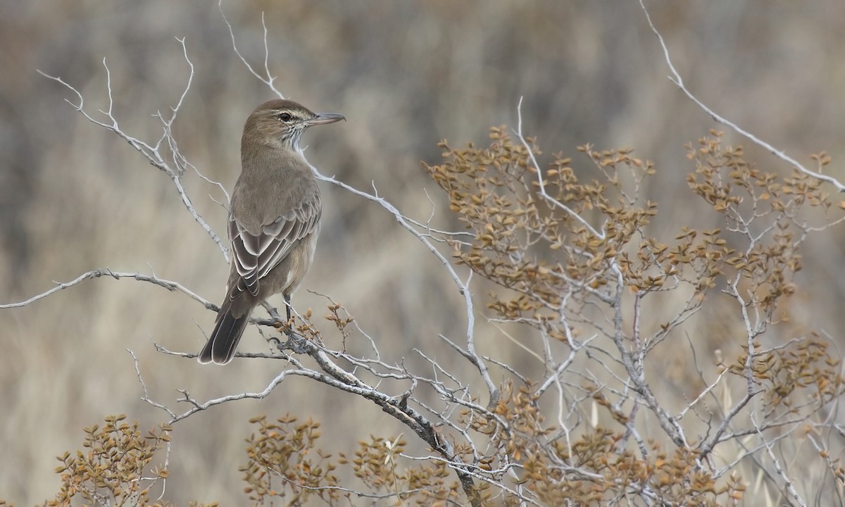 Gray-bellied Shrike-Tyrant - Adrián Braidotti