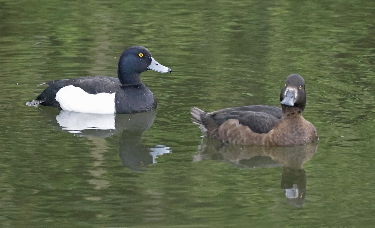 Tufted Duck - Paul Chapman