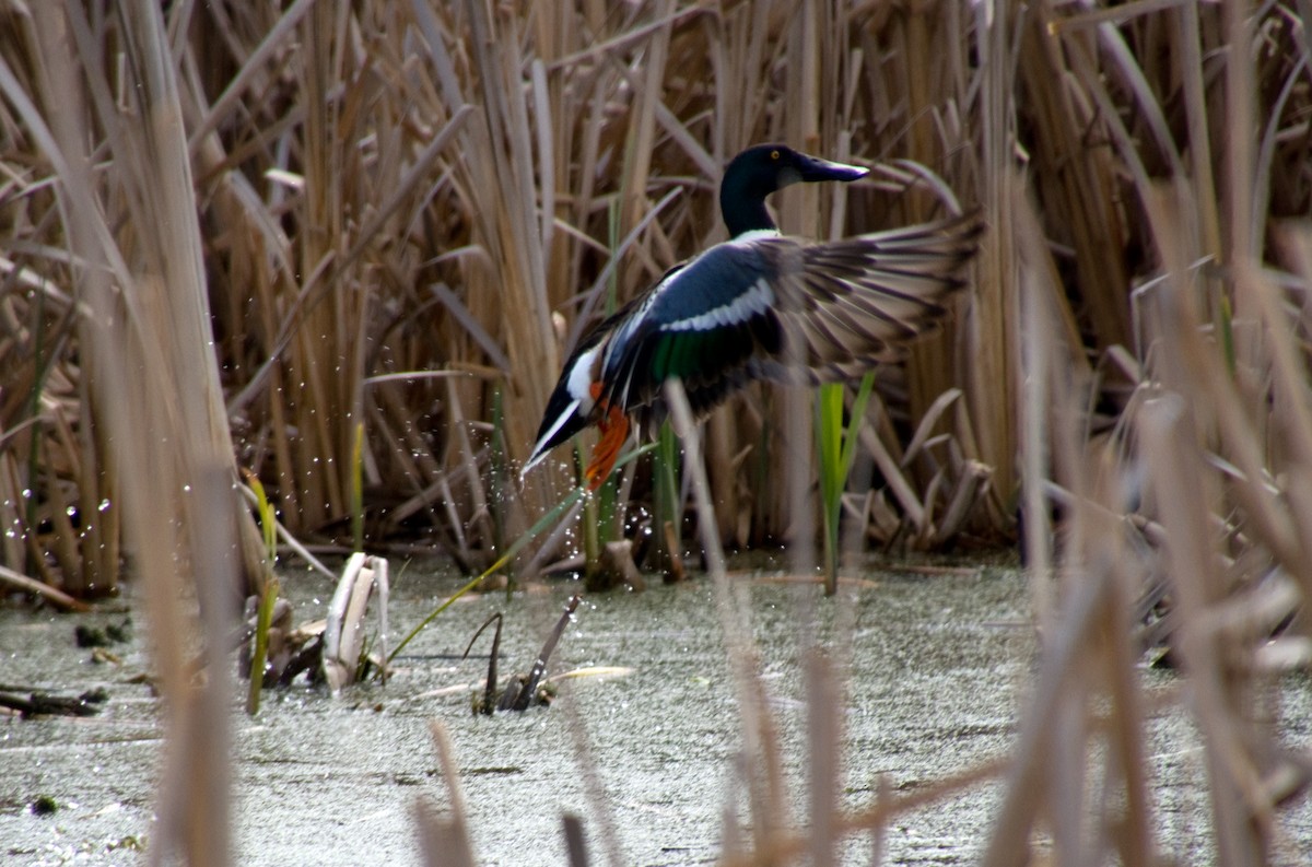 Northern Shoveler - Bobbie Palanuik