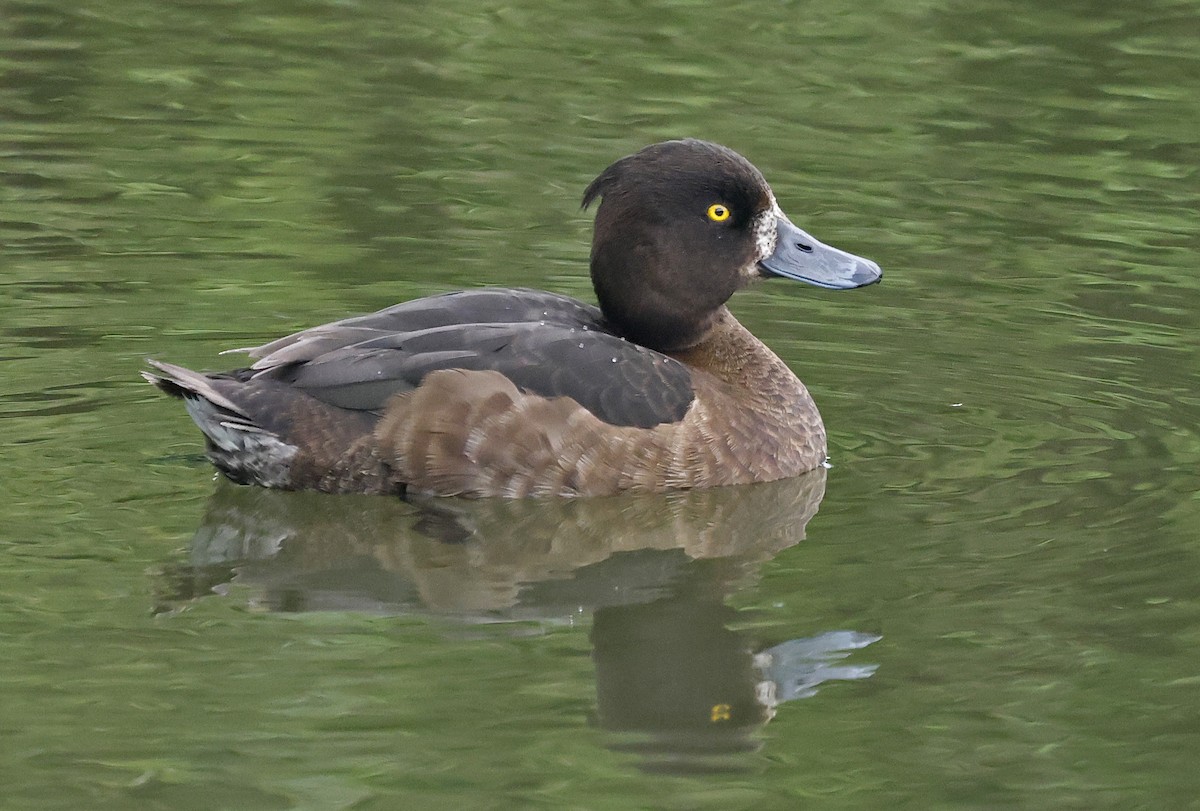 Tufted Duck - Paul Chapman