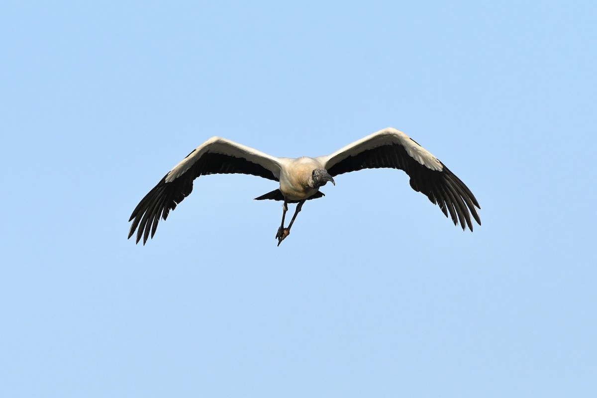 Wood Stork - L.Vidal Prado Paniagua