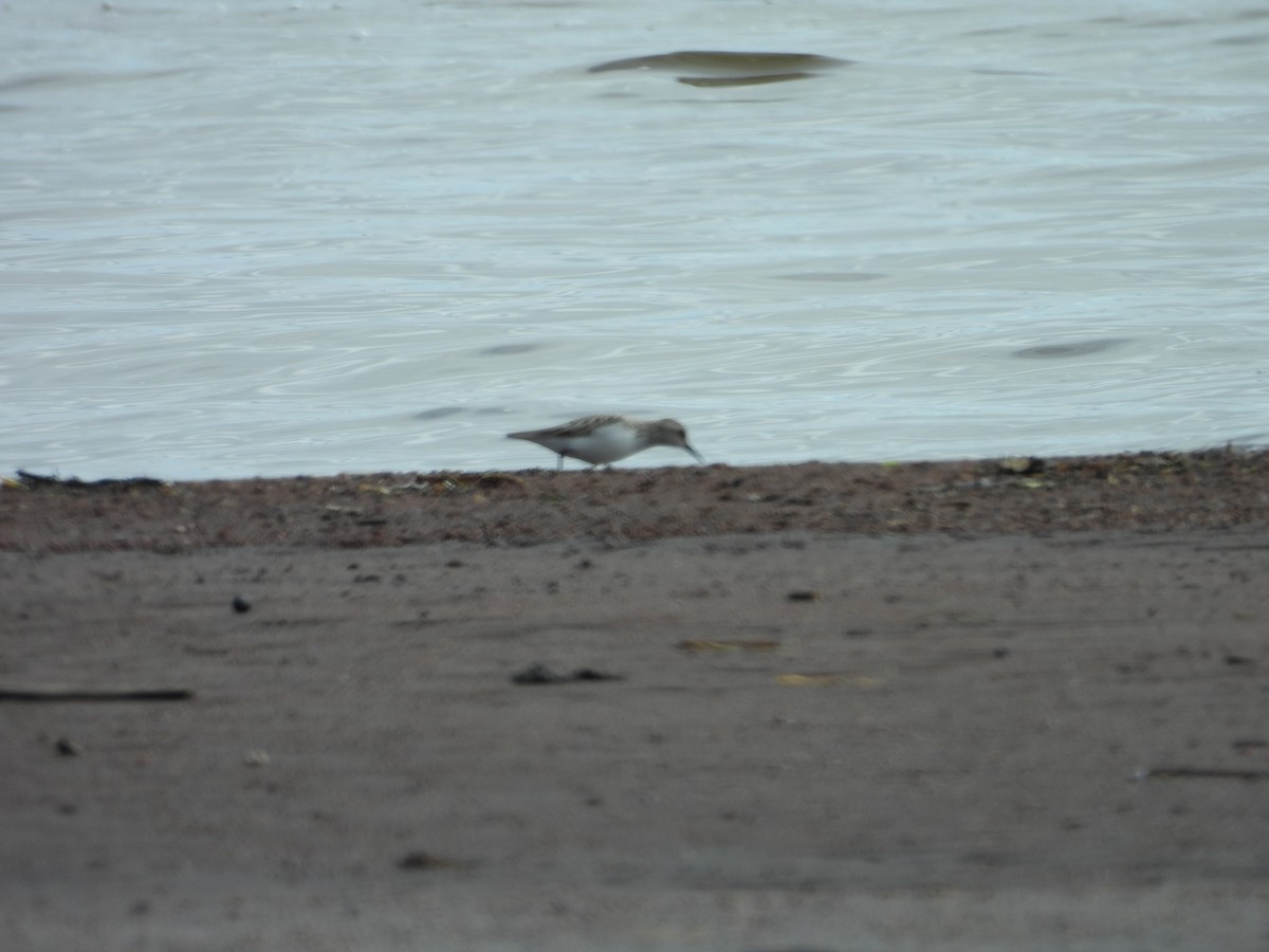 Sanderling - Lynda Sisco