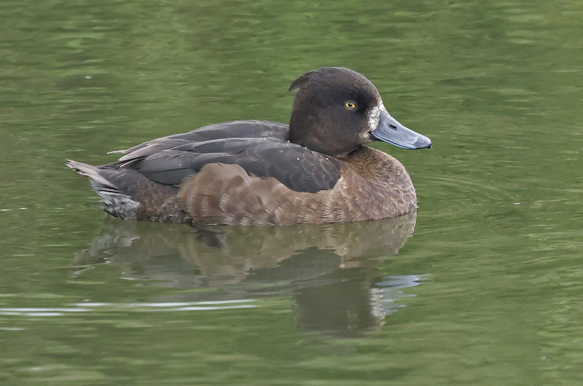 Tufted Duck - Paul Chapman