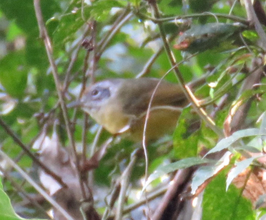 Plain Antvireo - Letícia Matheus Baccarin