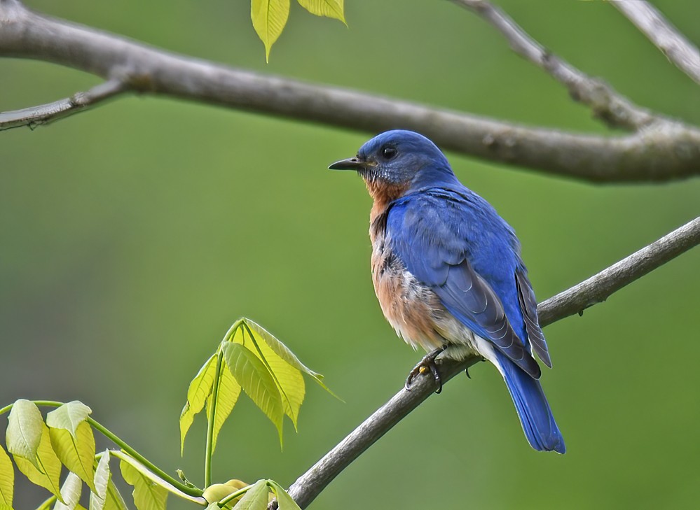 Eastern Bluebird - Dick Horsey