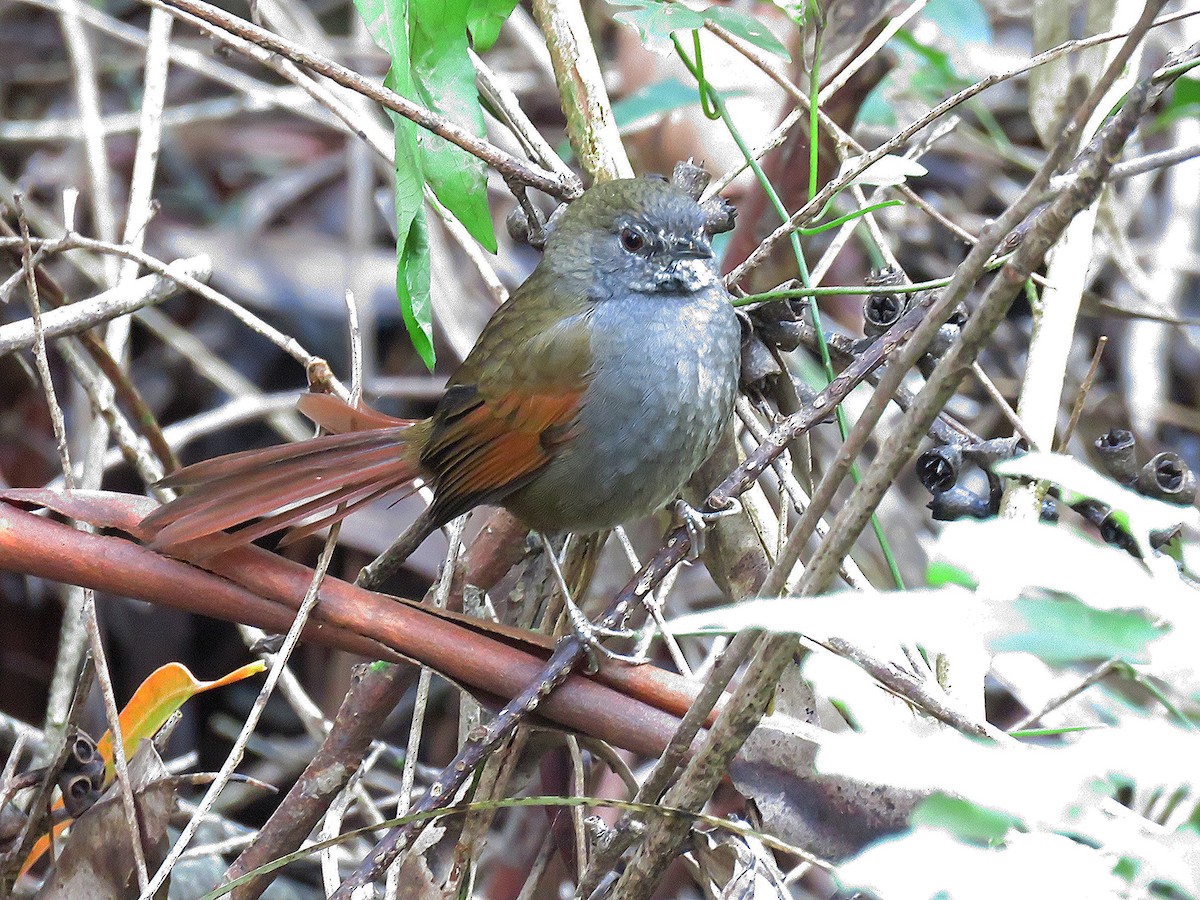 Gray-bellied Spinetail - Letícia Matheus Baccarin
