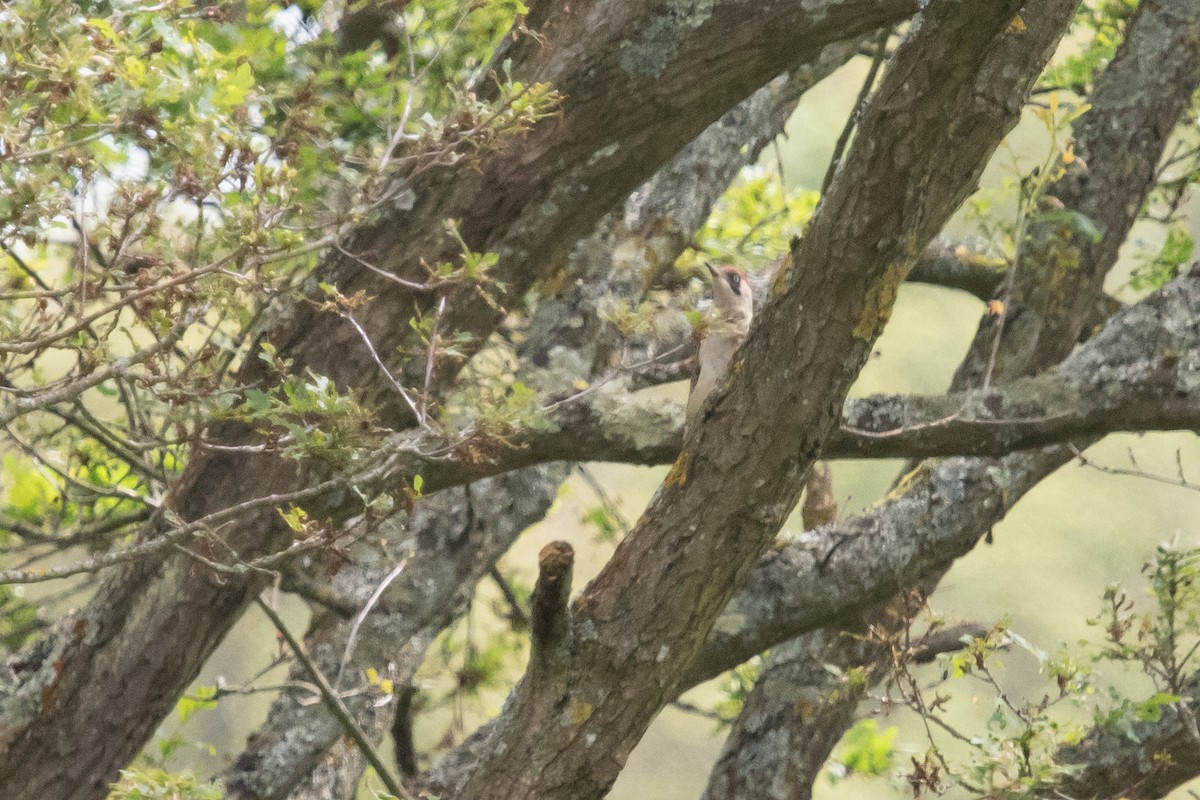 Eurasian Green Woodpecker - David Campbell