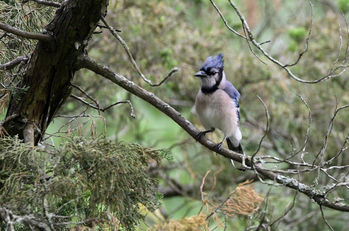 Blue Jay - Kevin Smith