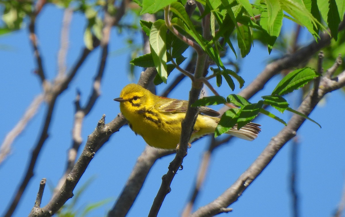 Prairie Warbler - Dianne Croteau- Richard Brault