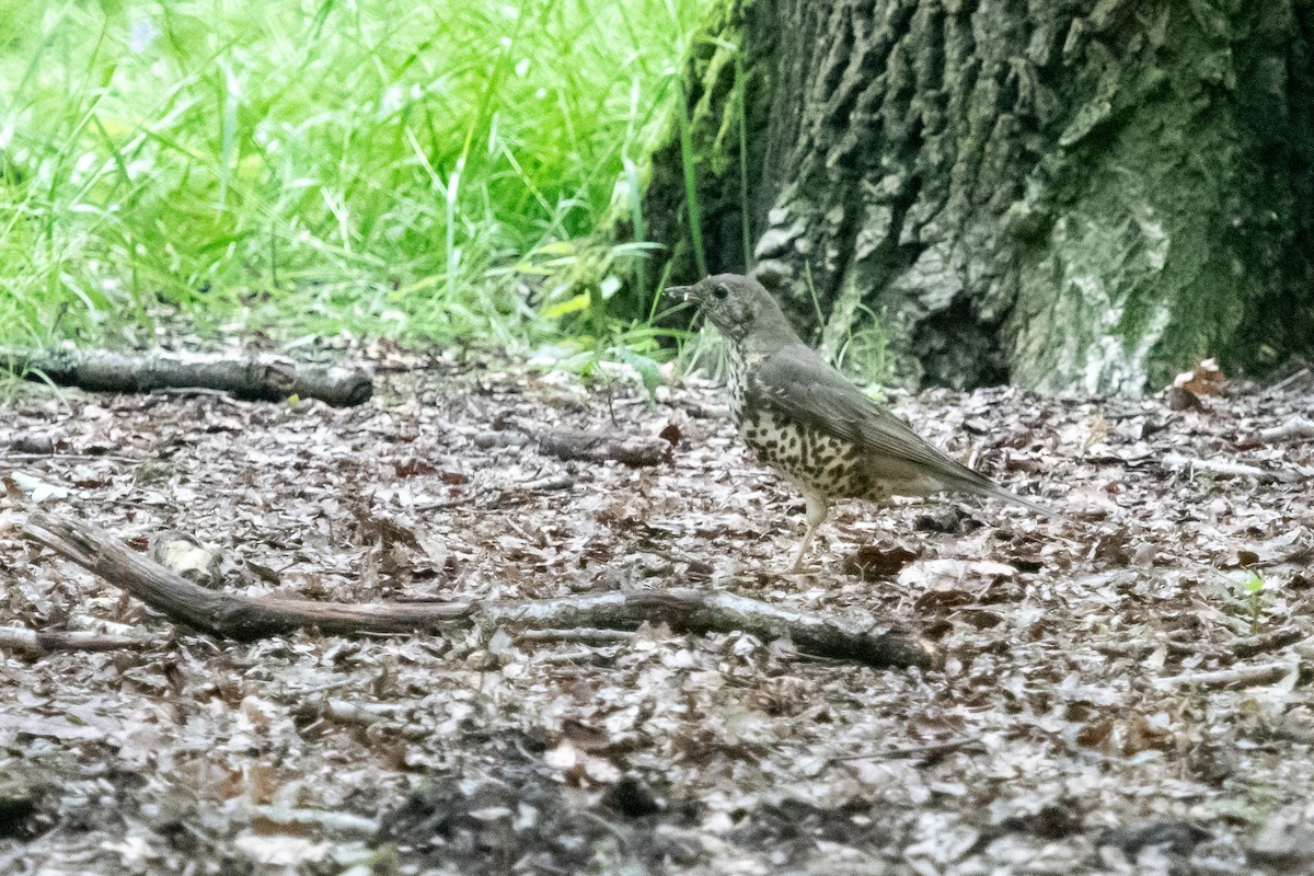 Mistle Thrush - ML619537070