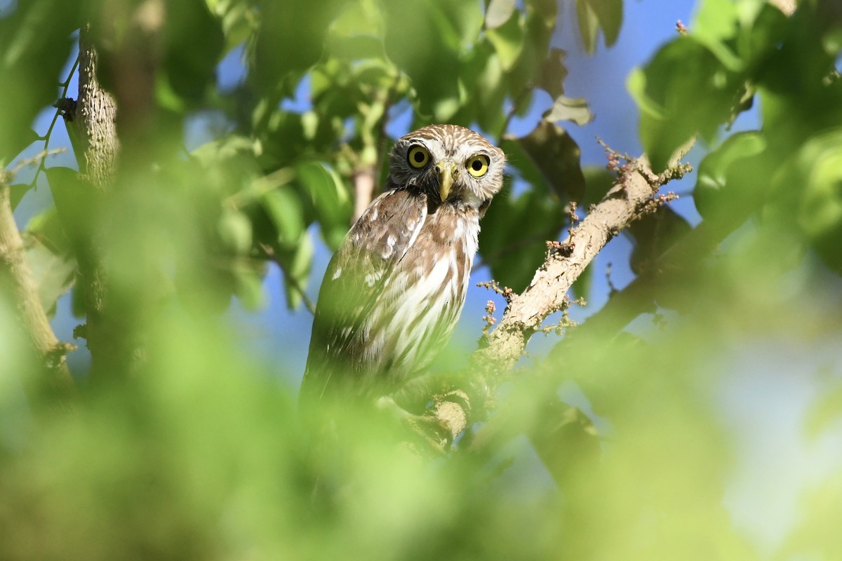 Ferruginous Pygmy-Owl - L.Vidal Prado Paniagua