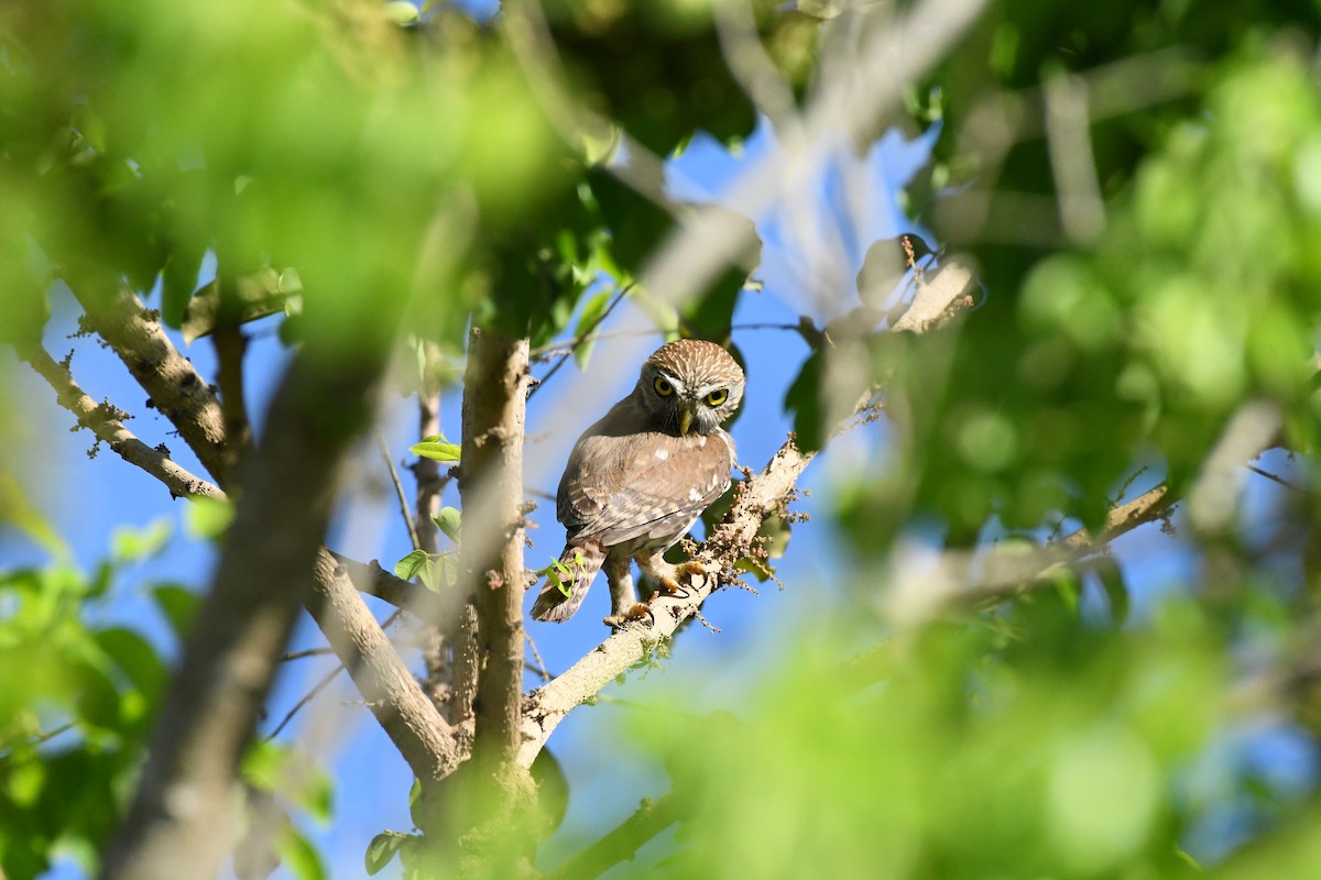 Ferruginous Pygmy-Owl - ML619537073