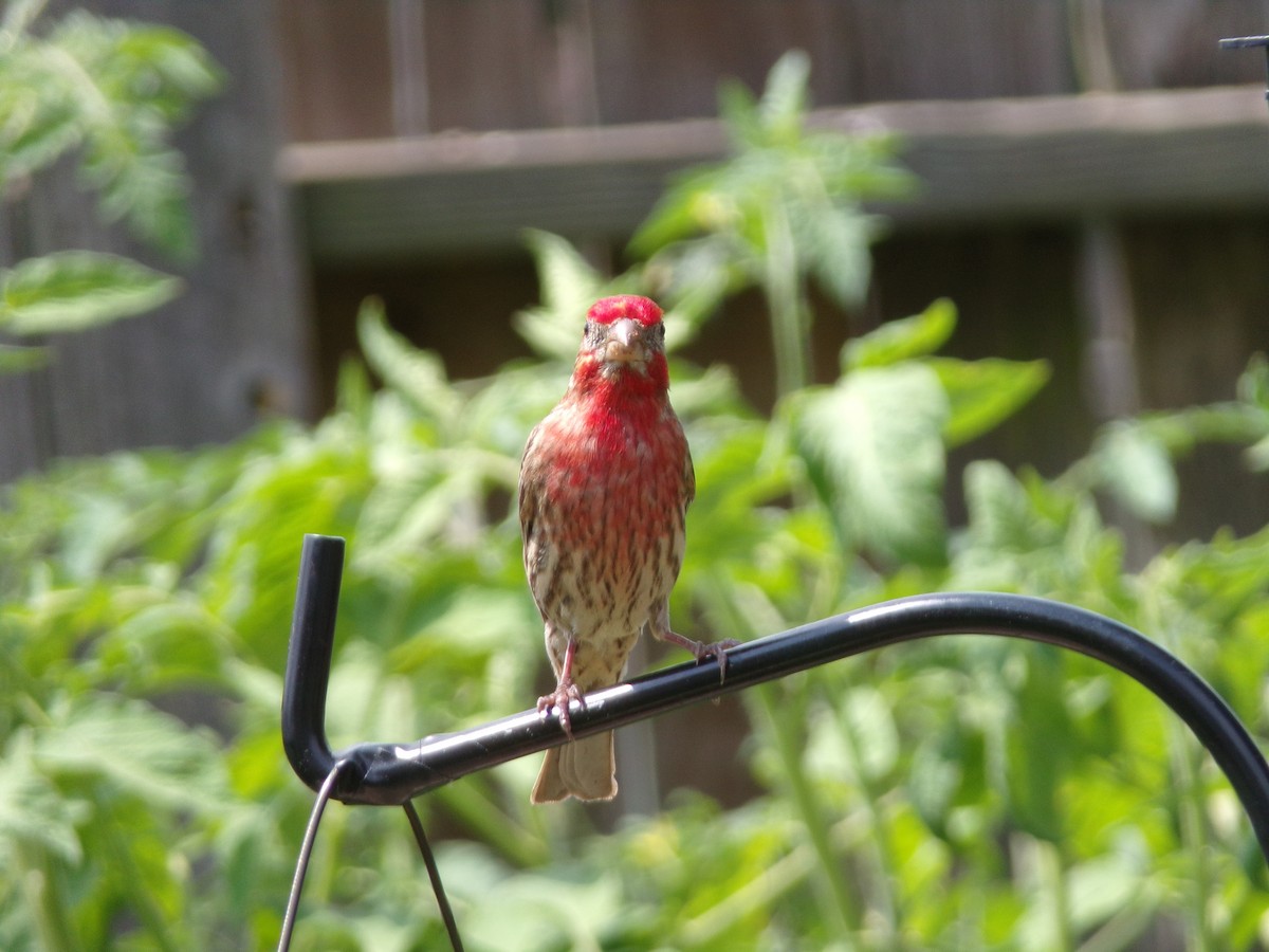 House Finch - Texas Bird Family