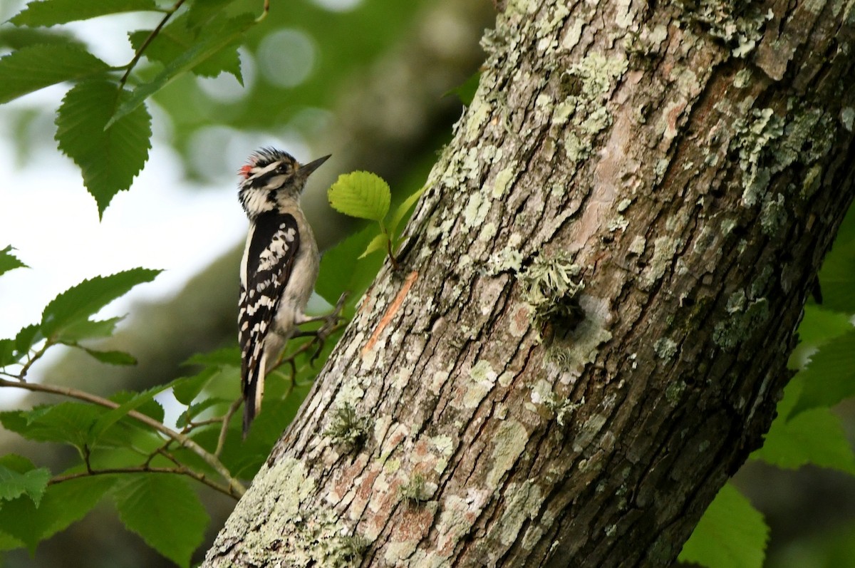 Downy Woodpecker - Kevin Smith