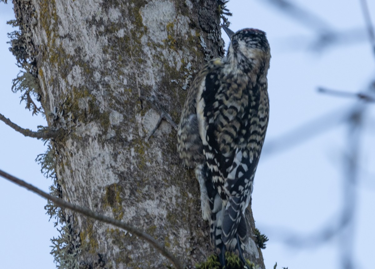 Yellow-bellied Sapsucker - Anne Heyerly