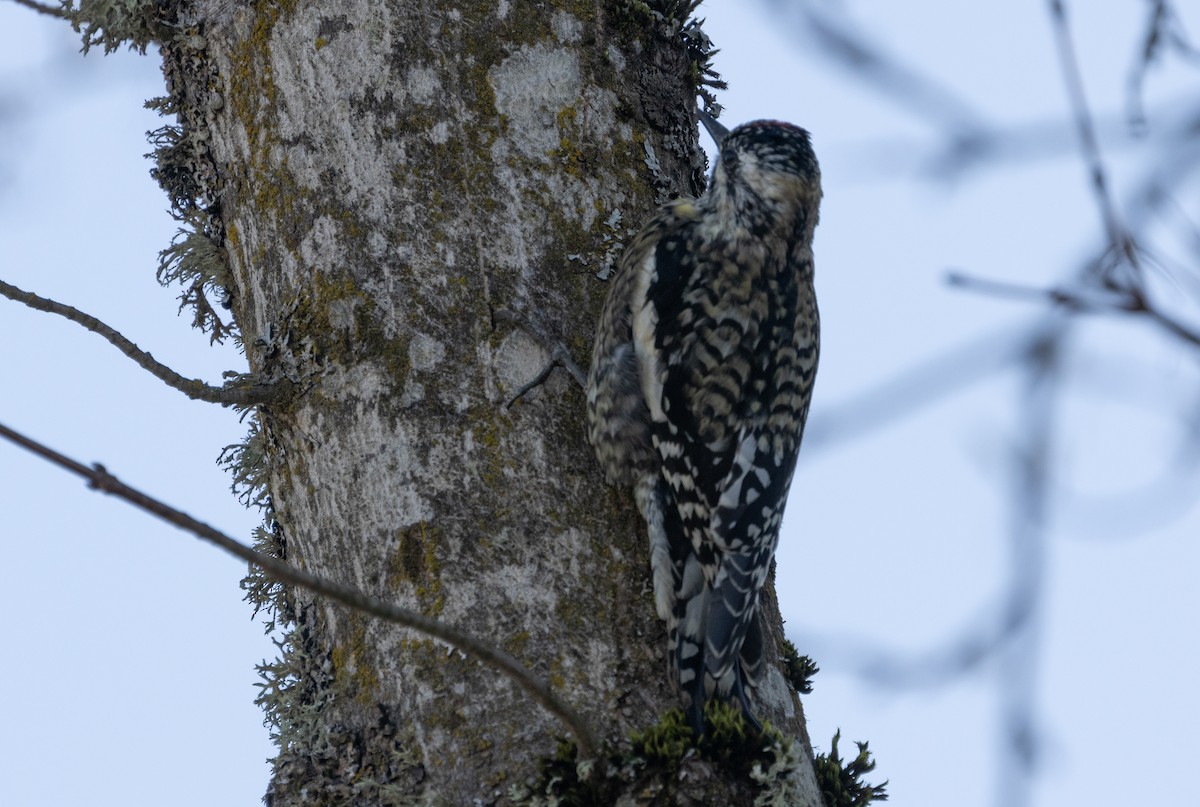 Yellow-bellied Sapsucker - Anne Heyerly