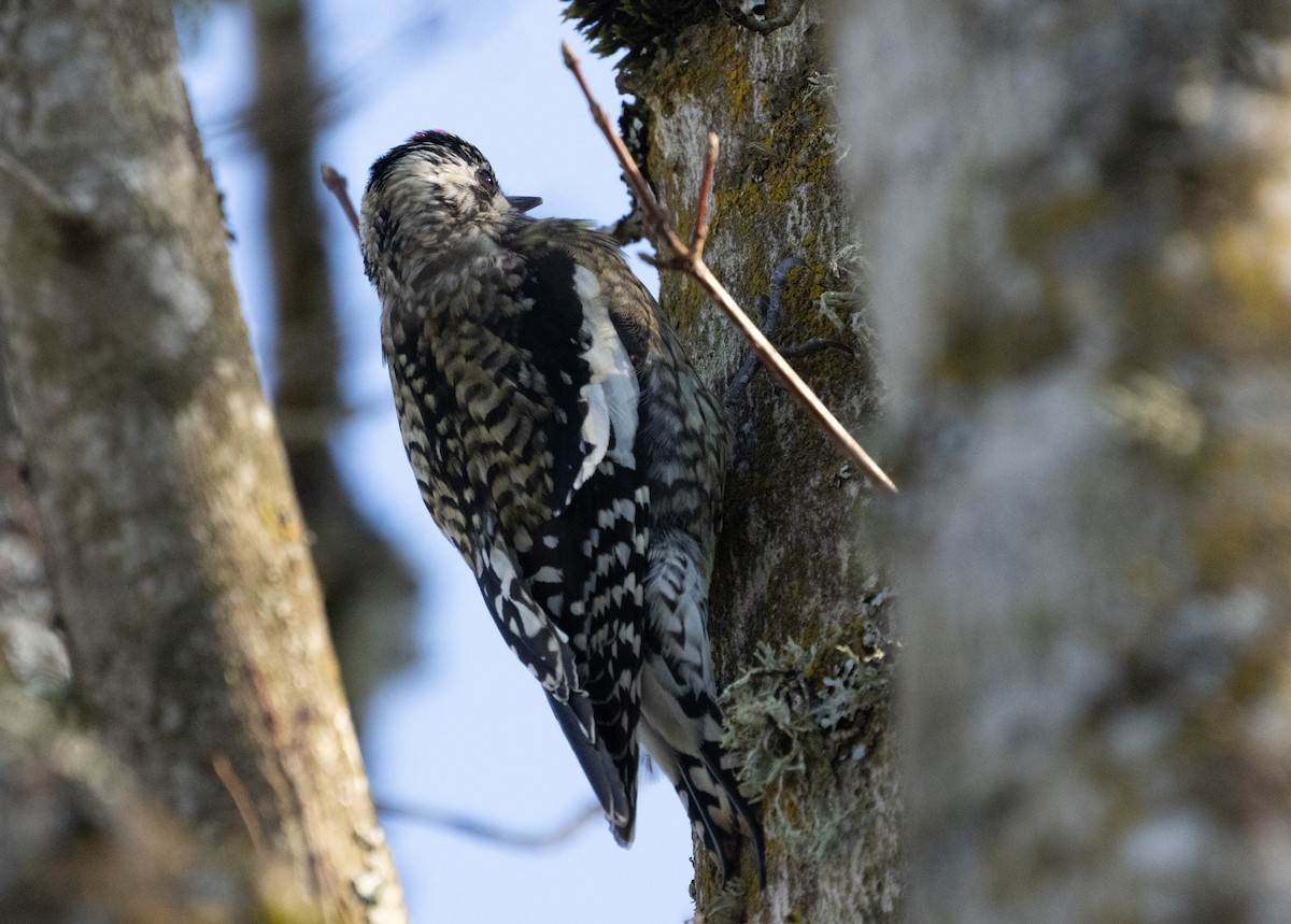 Yellow-bellied Sapsucker - Anne Heyerly