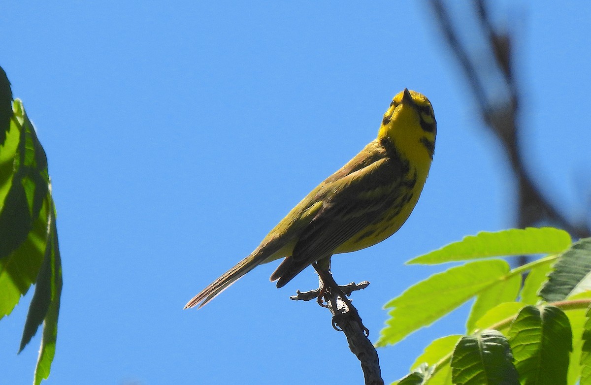 Prairie Warbler - Dianne Croteau- Richard Brault