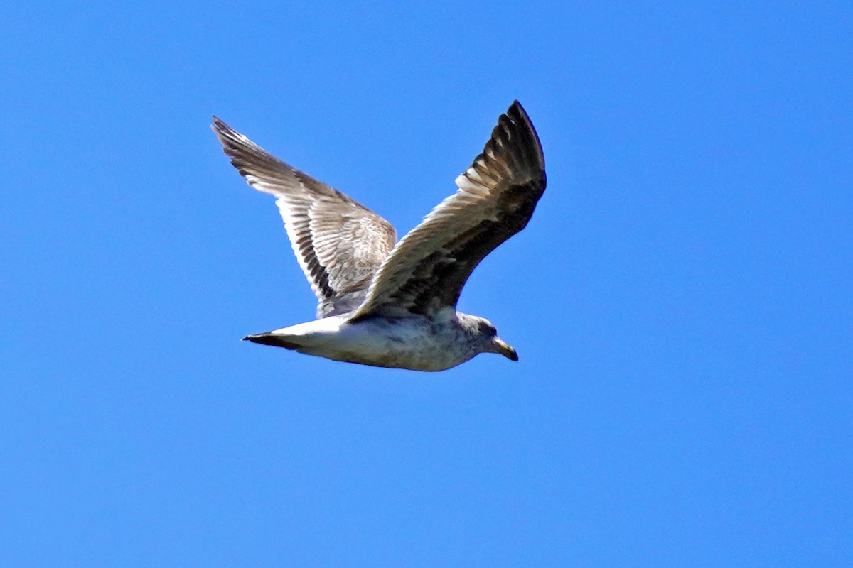 Western Gull - Susan Iannucci