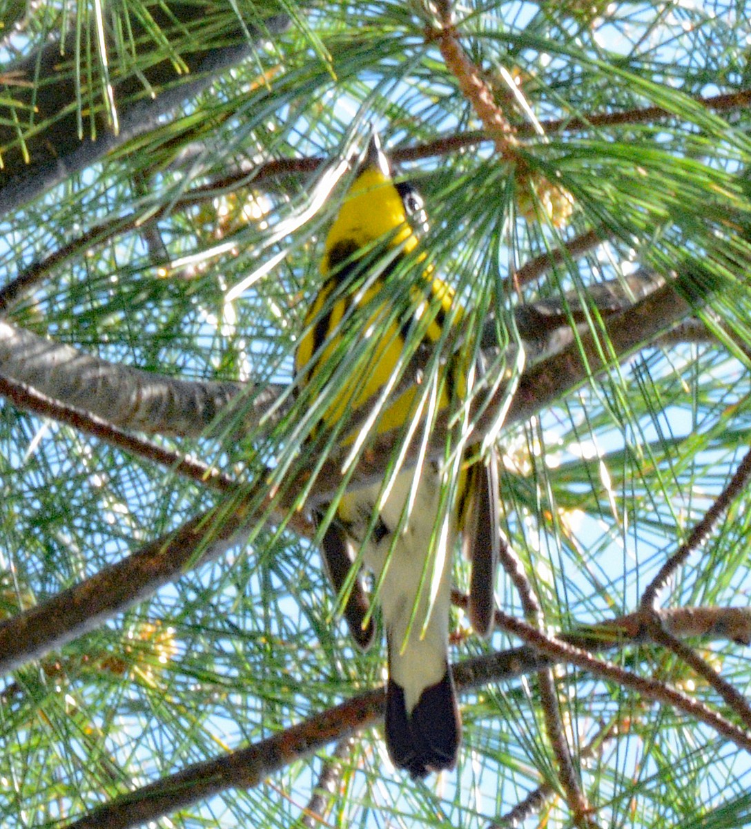 Magnolia Warbler - Michael J Good