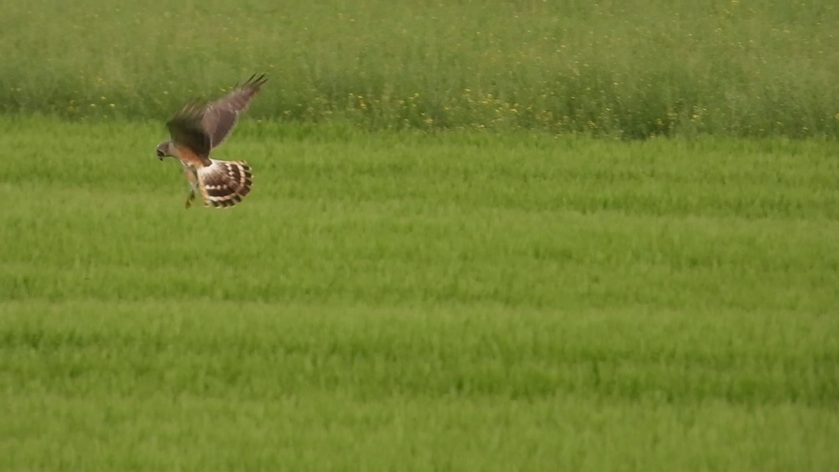 Pallid Harrier - Jiří Bukvaj