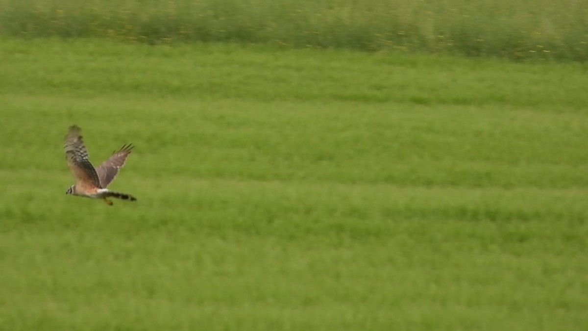 Pallid Harrier - Jiří Bukvaj